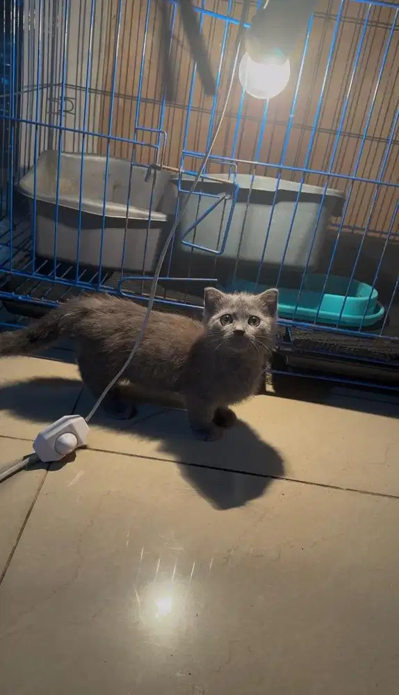 Bsh munchkin jantan kitten