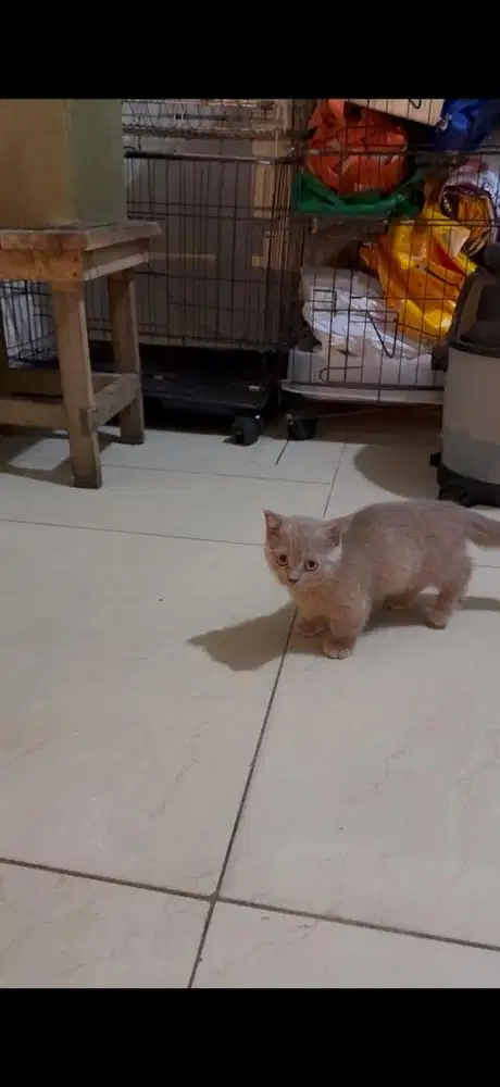Bsh munchkin betina kitten