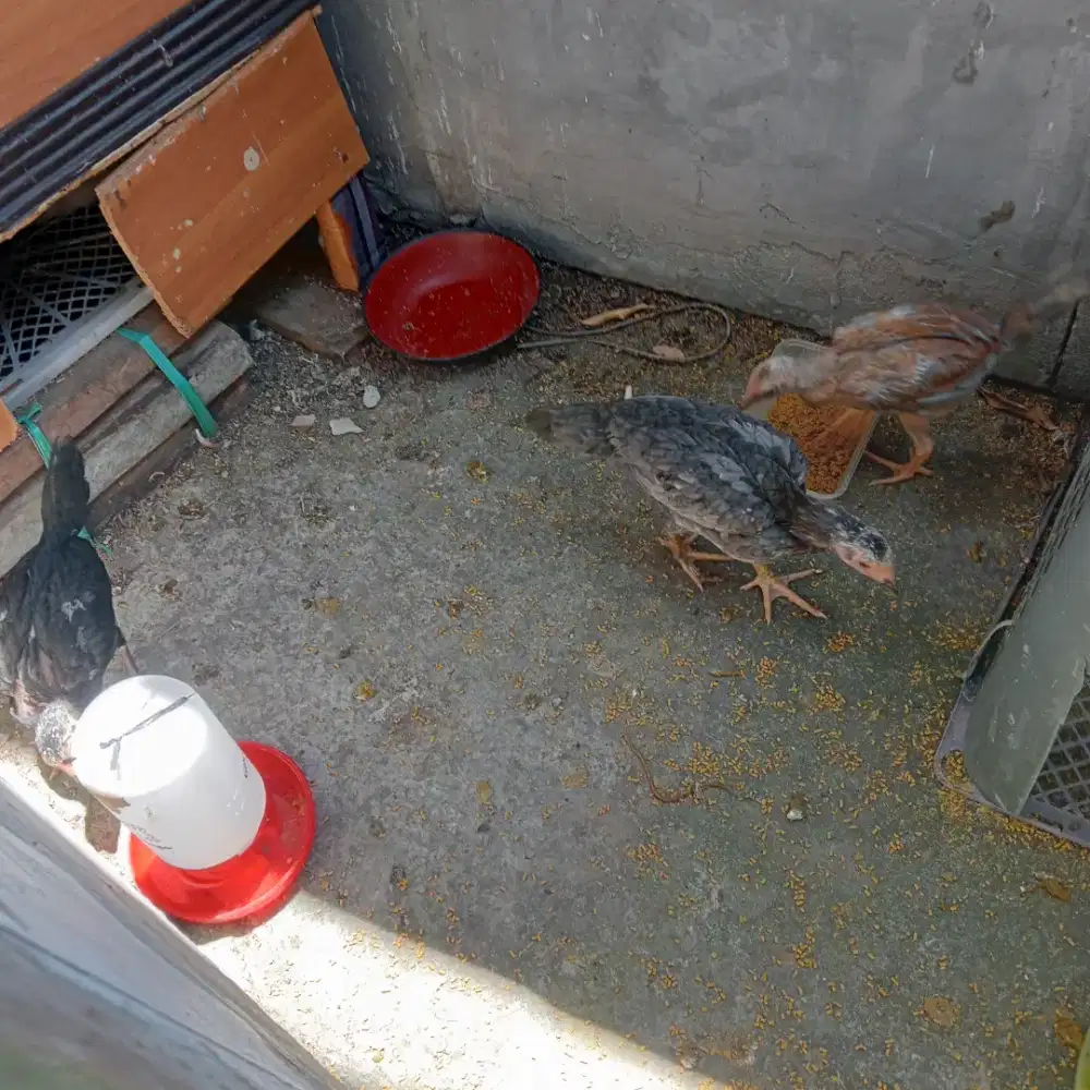 Anak ayam Bangkok jenis pakoy