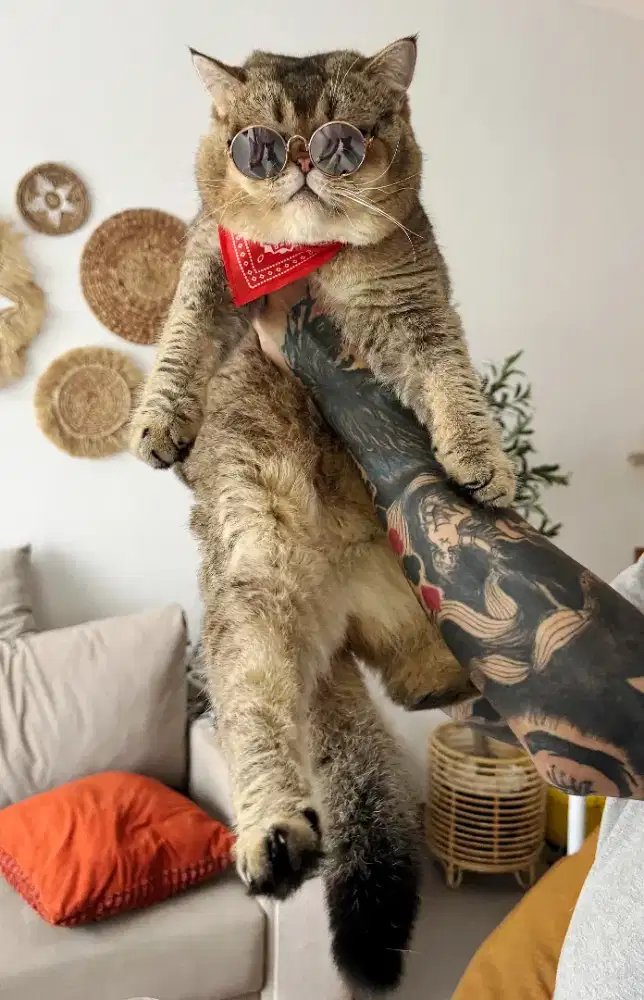 Bristish Shorthair Golden Jantan ped WCF