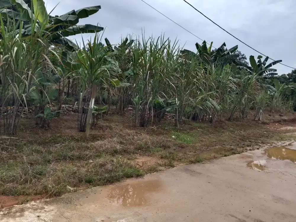 Tanah murah pinggir jalan