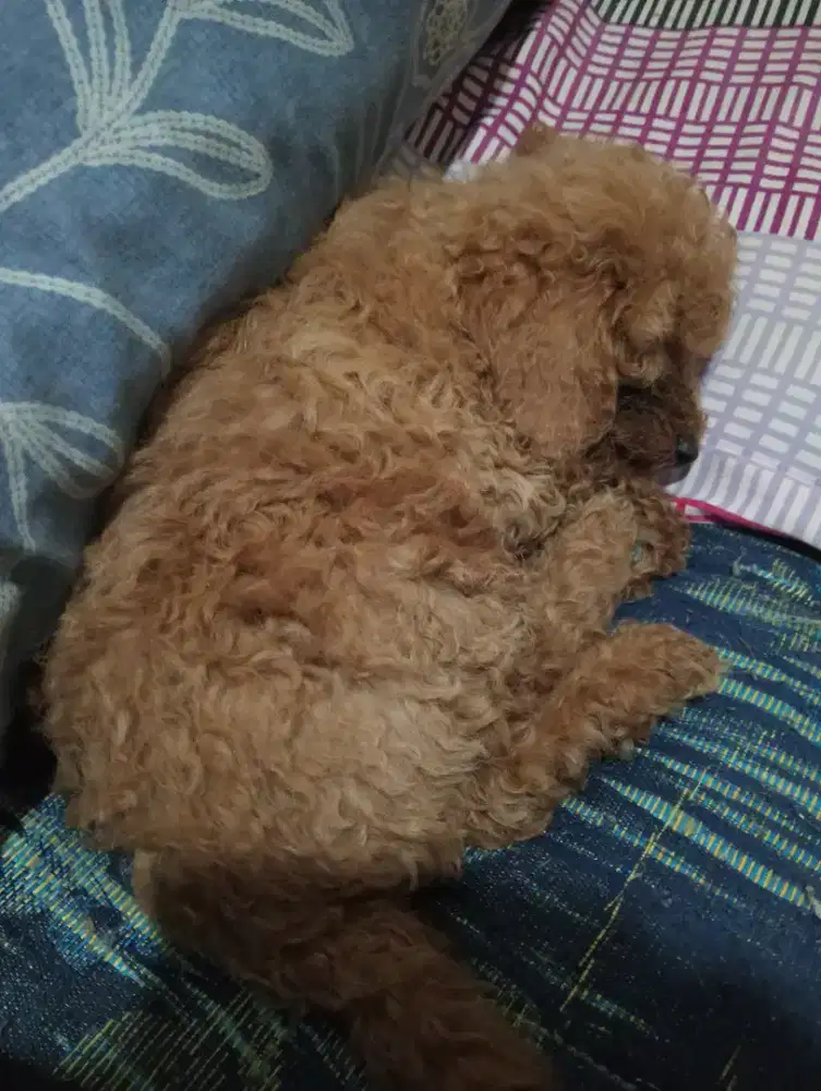 mix poodle yang jantan banyak bulu