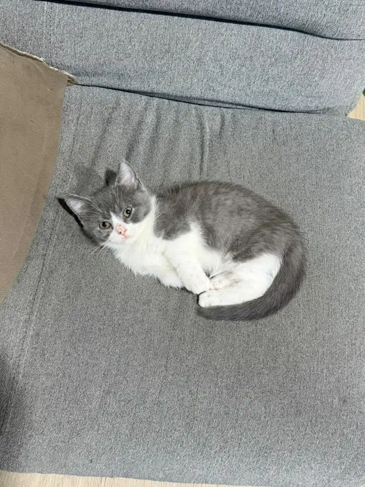 Munchkin BSH British short hair