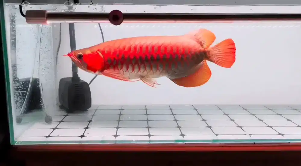 Arwana Super Red 50cm