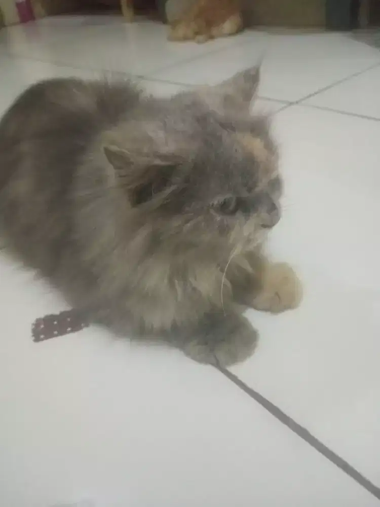 persia warna abu abu