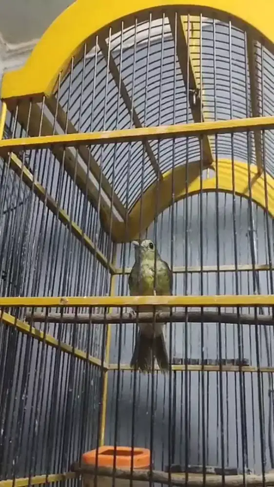 Brinji rambut tunggir (GACOR)