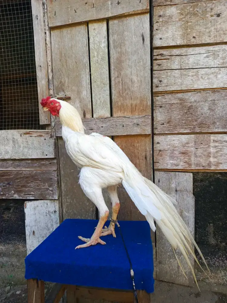 Ayam Aseel Parrot Ori