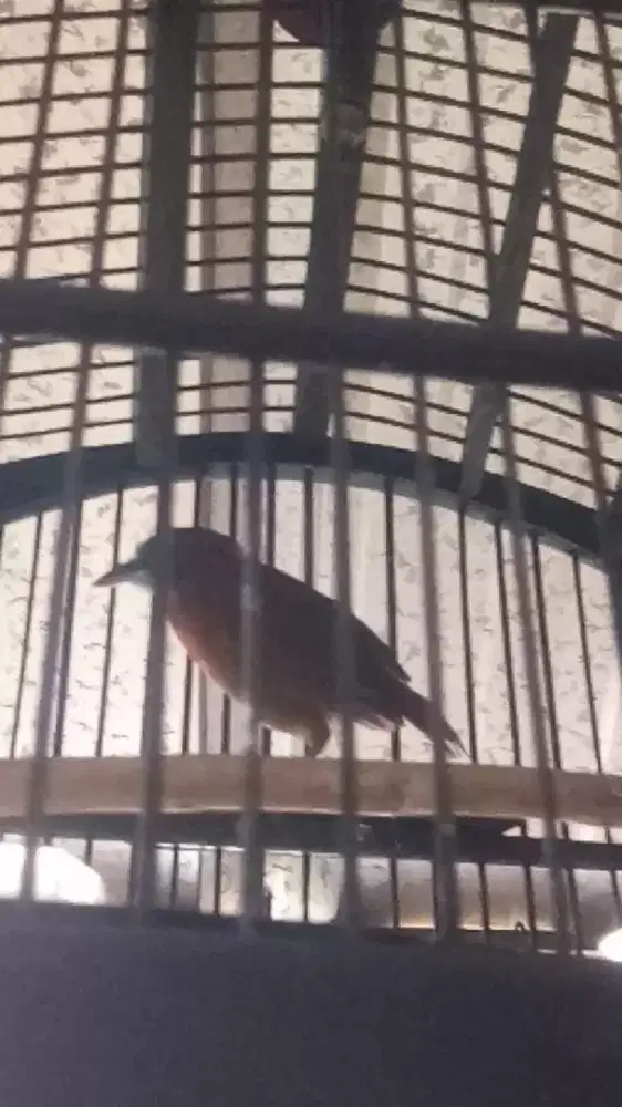 tepus kepala abu (GACOR)