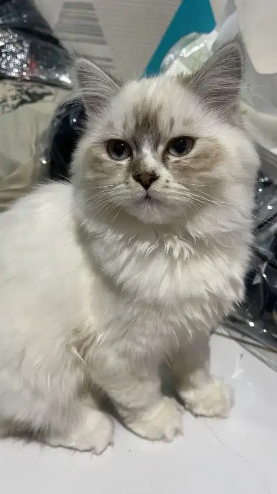 Kucing Kitten Himalaya