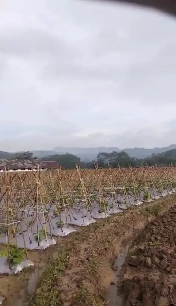 Bogor barat Lokasi buat Investasi/Kebun duren & kaplingan