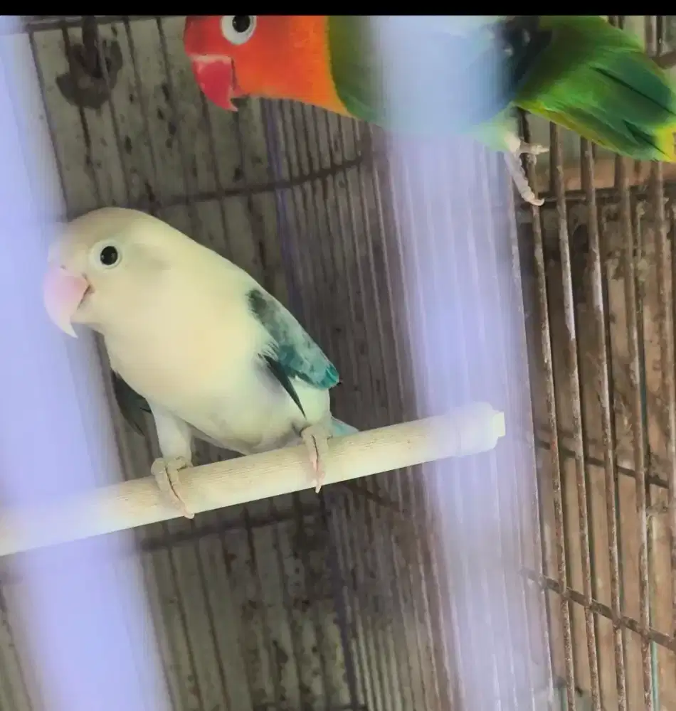 Indukan Love bird / lovebird dan 3 ekor anak