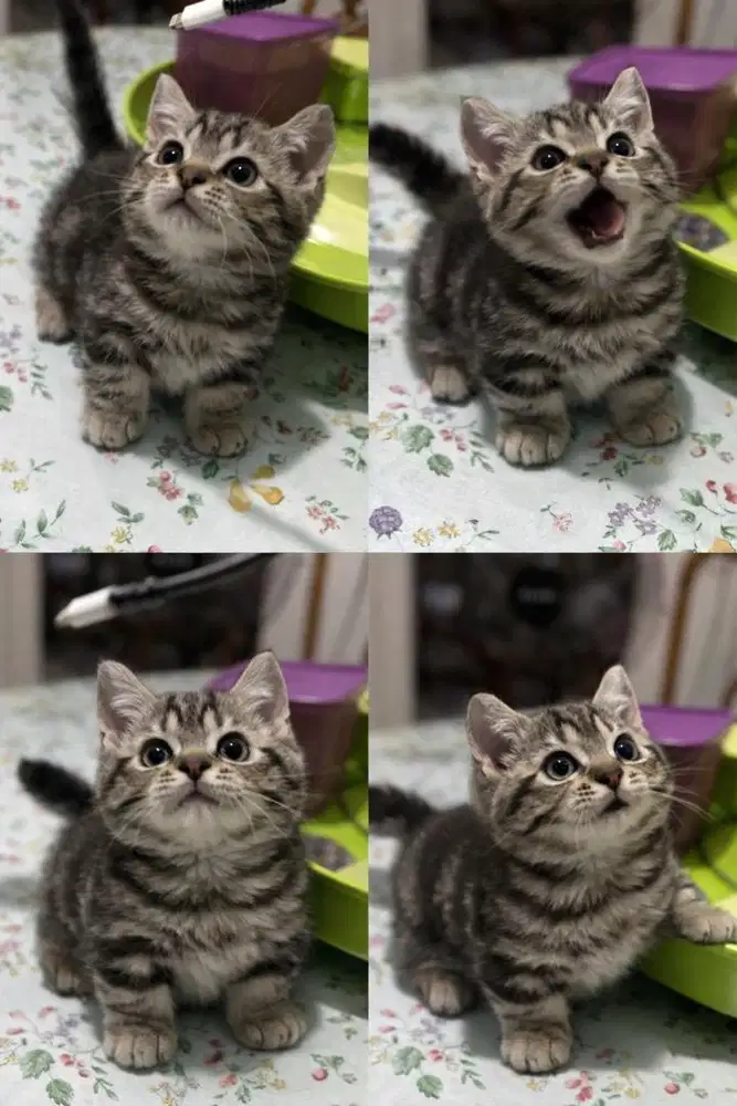 Munhckin Black Tabby mix BSH Jantan Top Standar