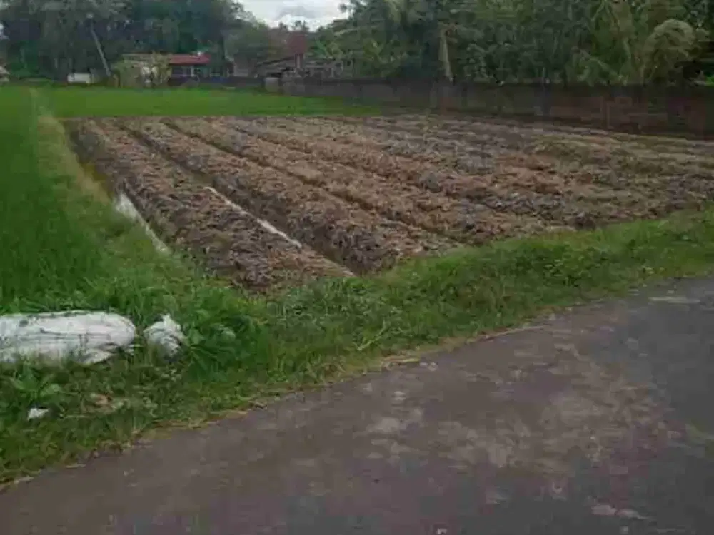 Dijual Tanah Sawah Lokasi Strategis Sidoagung - Sleman