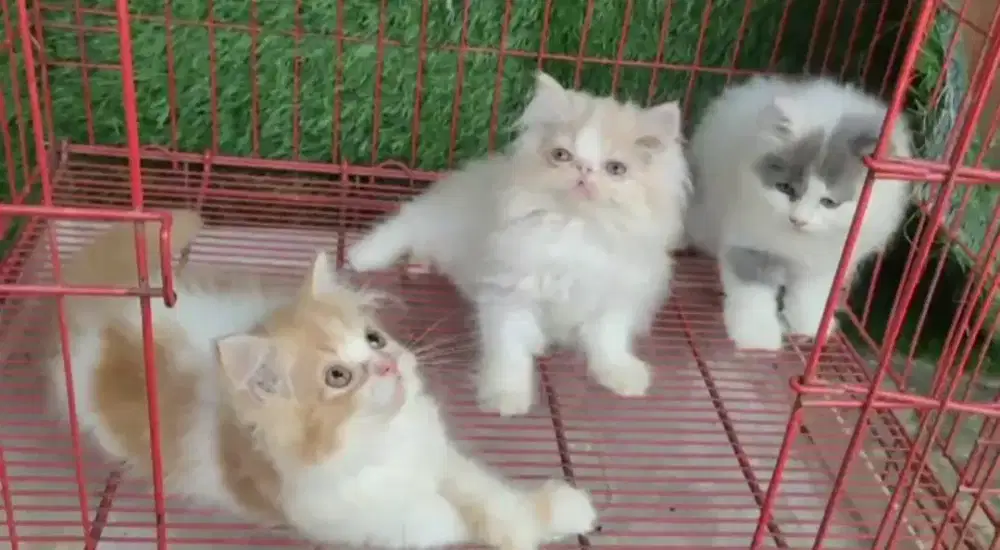 Kitten/Kitten Persia/Persia/Peaknose/Flatnose/Medium/Munchkin/british