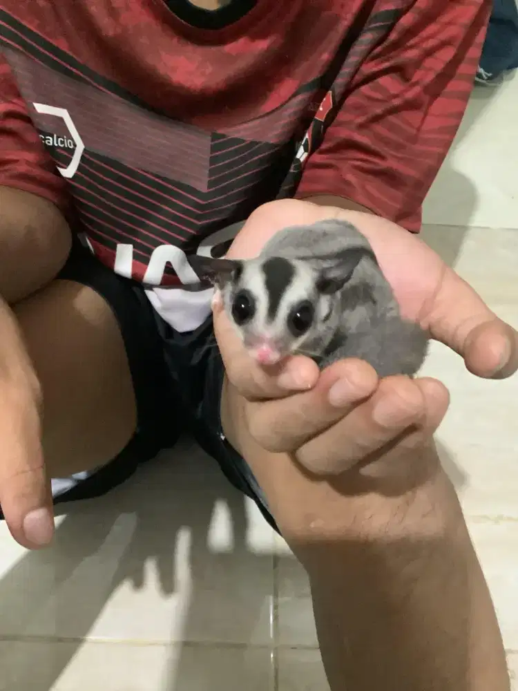sugar glider white face ring tail