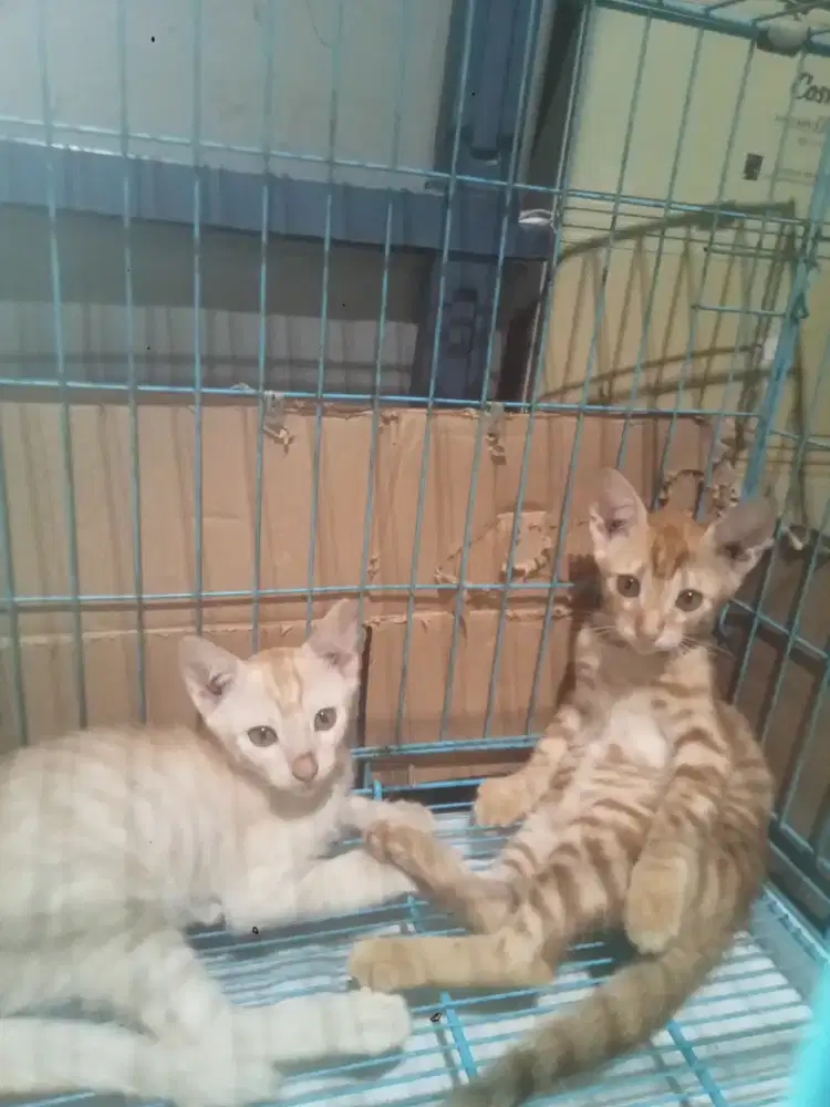 Kucing Lokal/dome 2 ekor Jantan free adopt