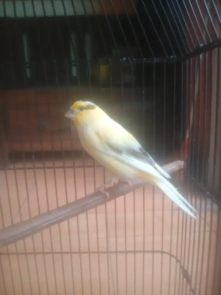 KENARI LOPERS WARNA KUNING SUNKIST BODY BIG