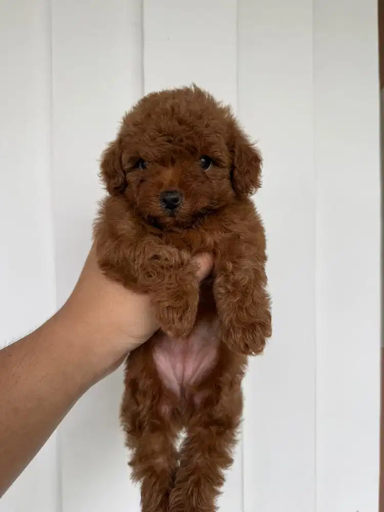 Super Red Toy Poodle Btn