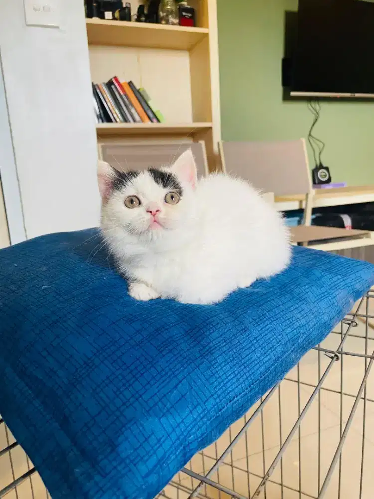 Lepas adopt kitten bsh muchin 2 bulan