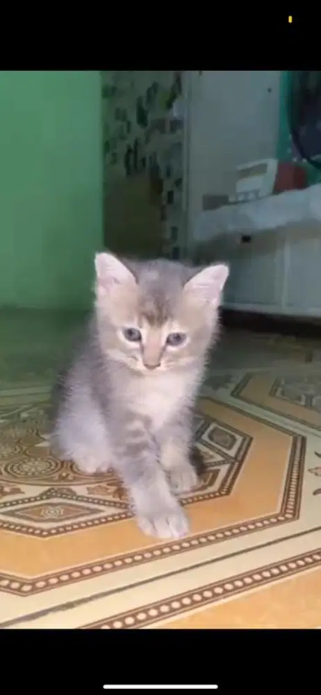 Kitten mixdome betina