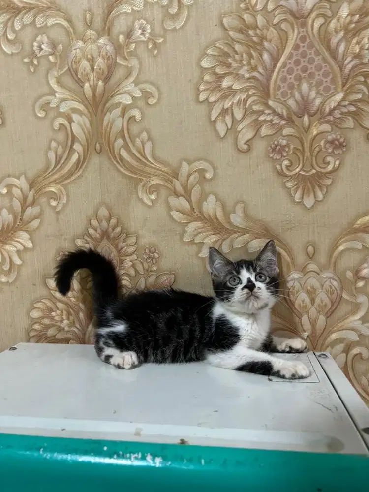 Kitten mix b3n9al