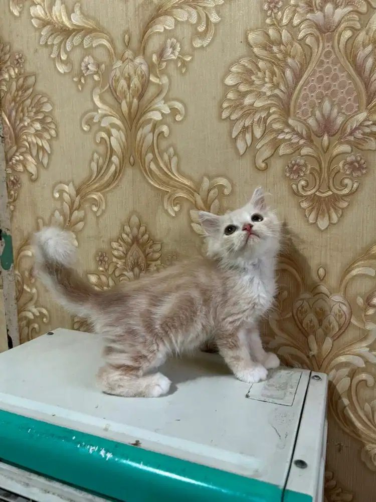 Kitten persia betina