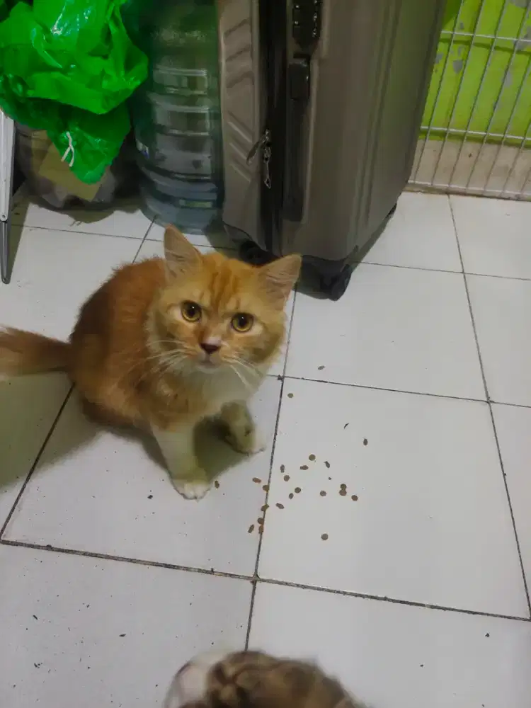 Kucing persia jantan 1tahun