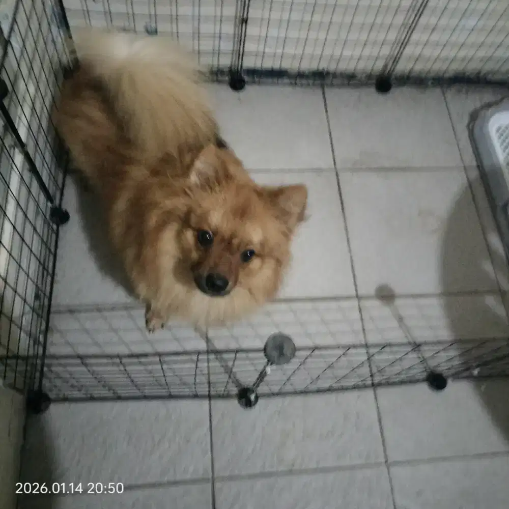 Anjing pom jantan