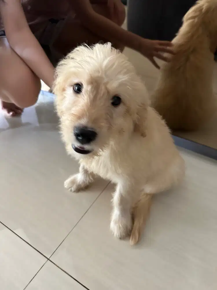 Dijual puppy  anjing Golden retriever x Pudel