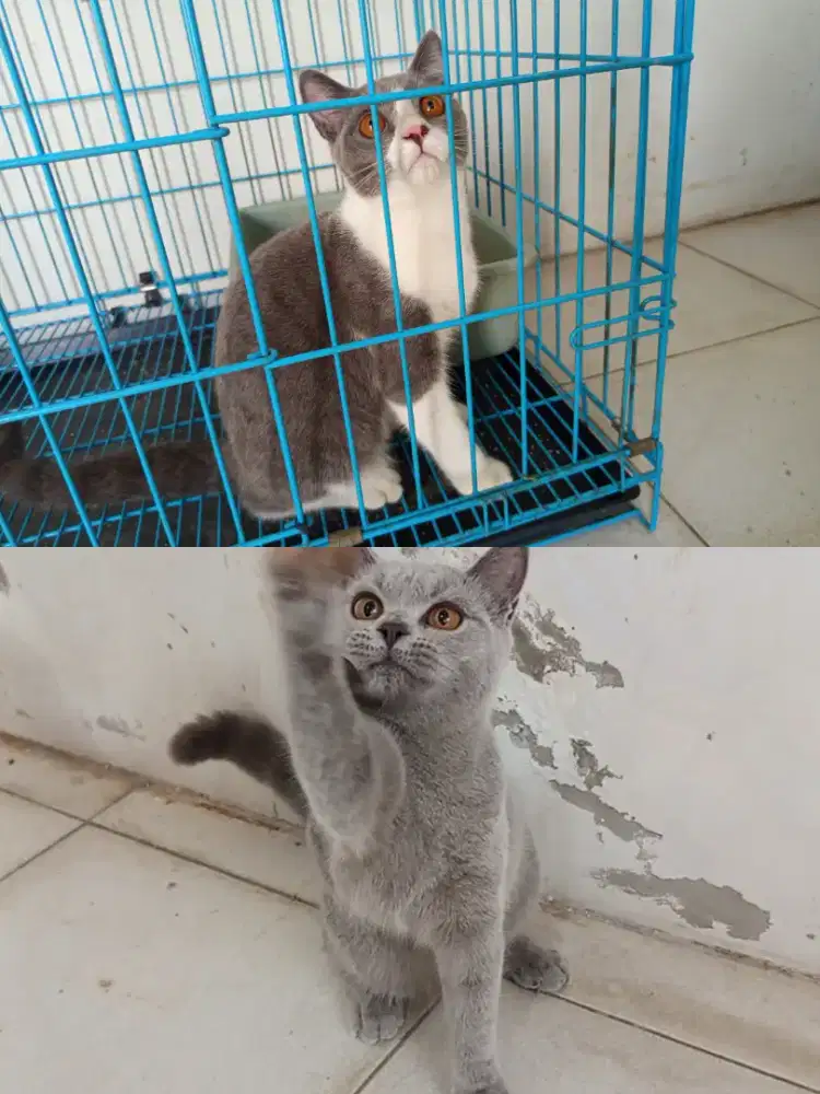 BRITISH SHORTHAIR SEPASANG