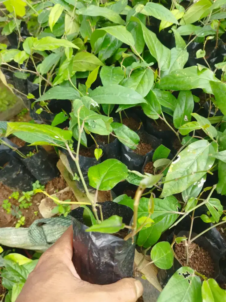 Cabe Jawa siap tanam