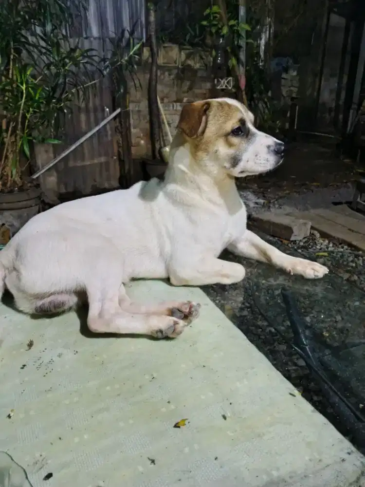 Hewan peliharaan anjing