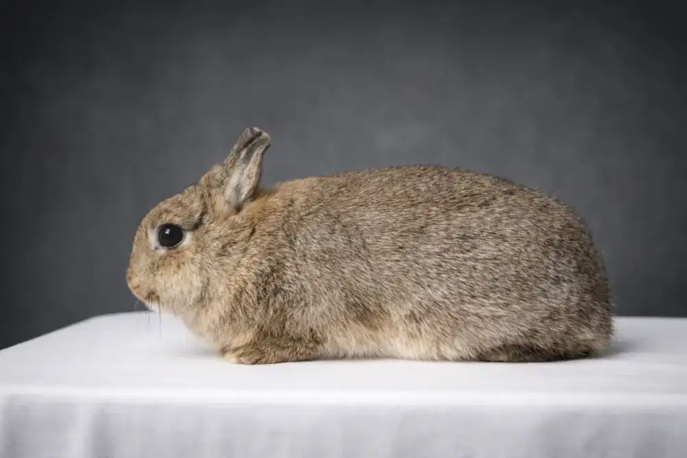 Netherland dwarf