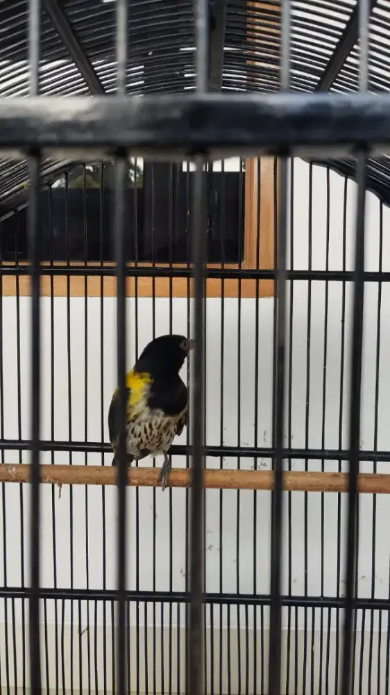 Kepodang Hutan Mulus