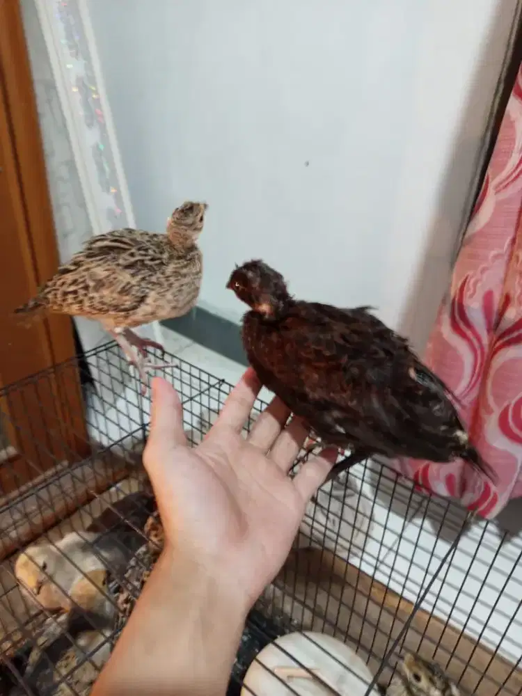 anakan ringneck pheasent