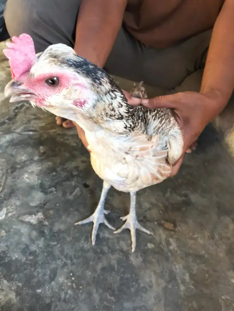 Jual ayam siam betina pamabulbi