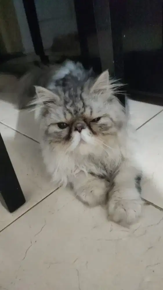 Kucing persia peaknose original