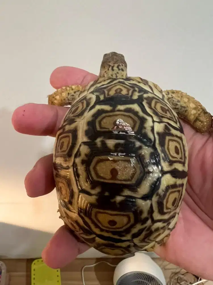 leopard pardalis snow 9cm