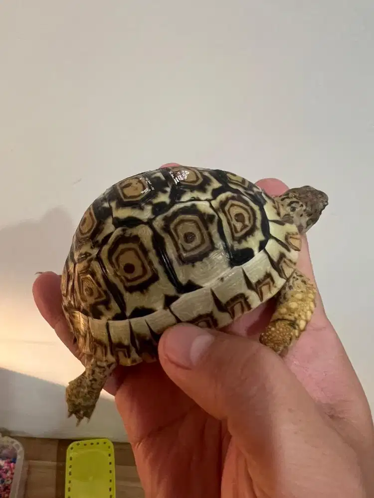 leopard pardalis 9cm salju