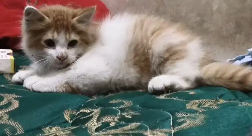 Kucing kitten persia medium