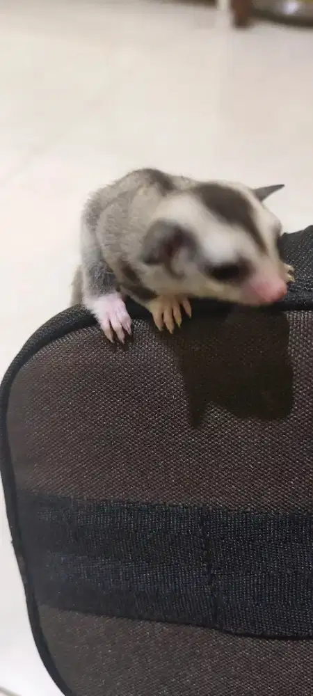 Sugar Glider White Face