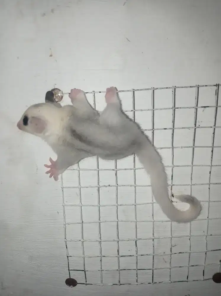Sugar glider mozaik betina