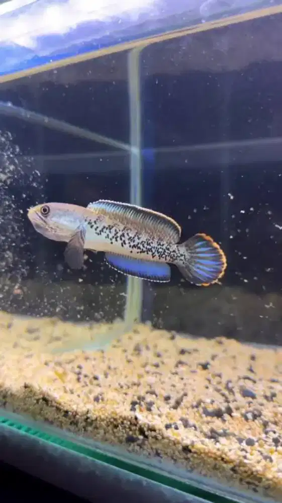 Ikan sterwati size 10 minat WA aj