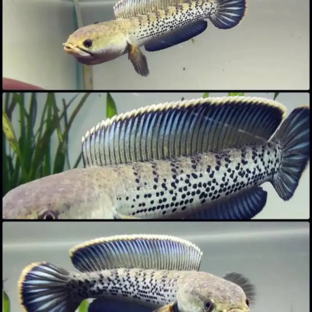 Ikan sterwati size 20 minat WA aj