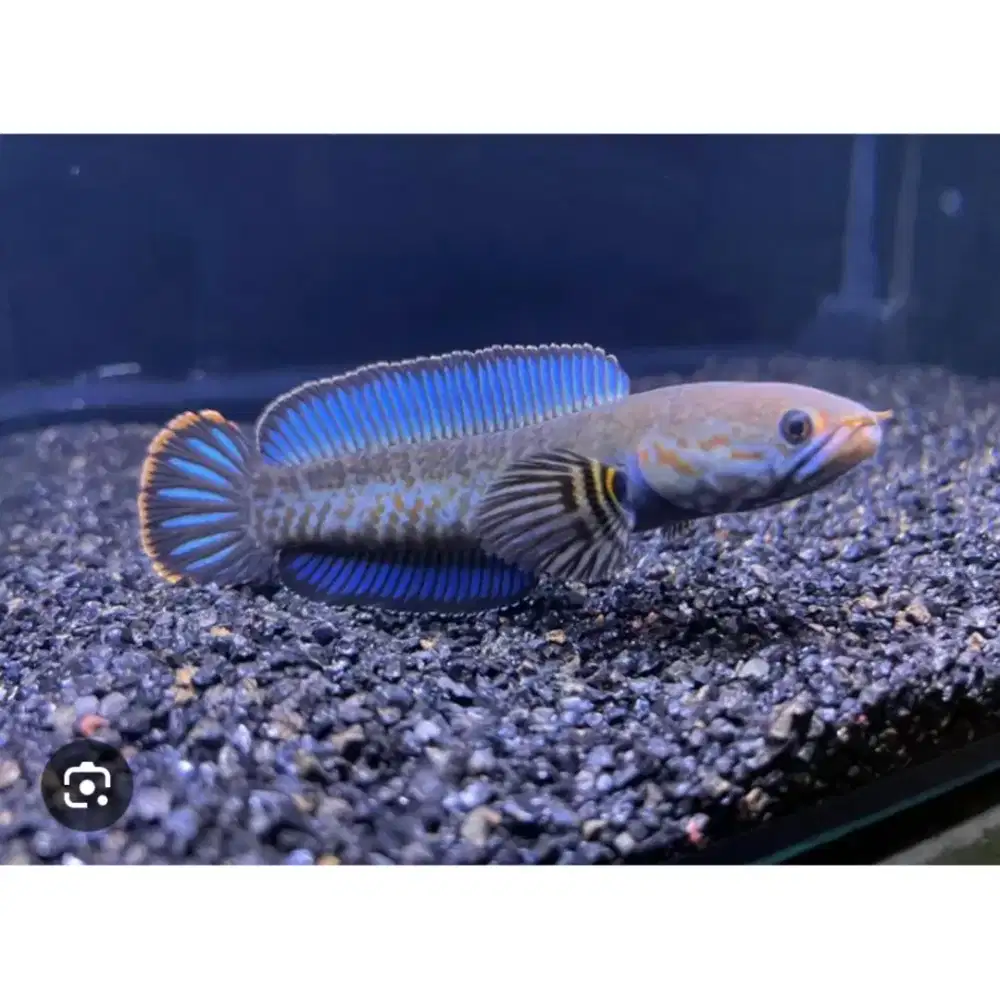 Andrau size 10 minat japri WA aj