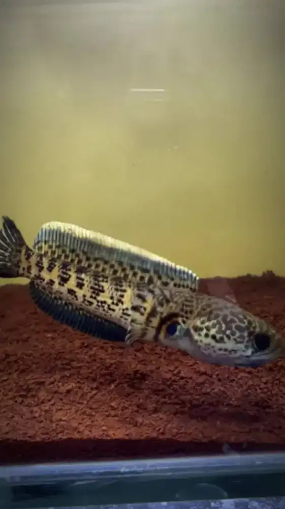 Auranti size 10 minat WA aj