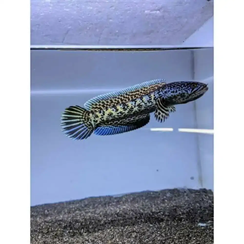 Auranti size 15 minat WA ja