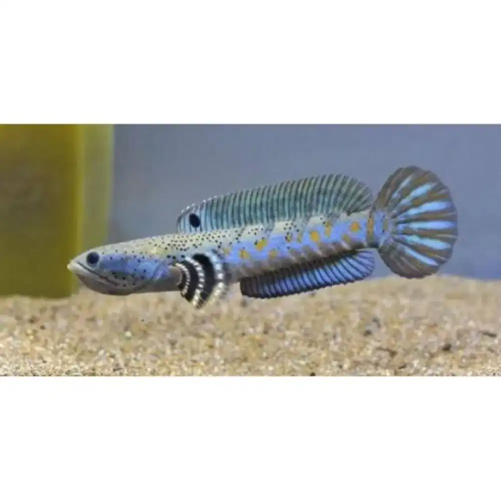 Pulchra size 15 minat WA aj