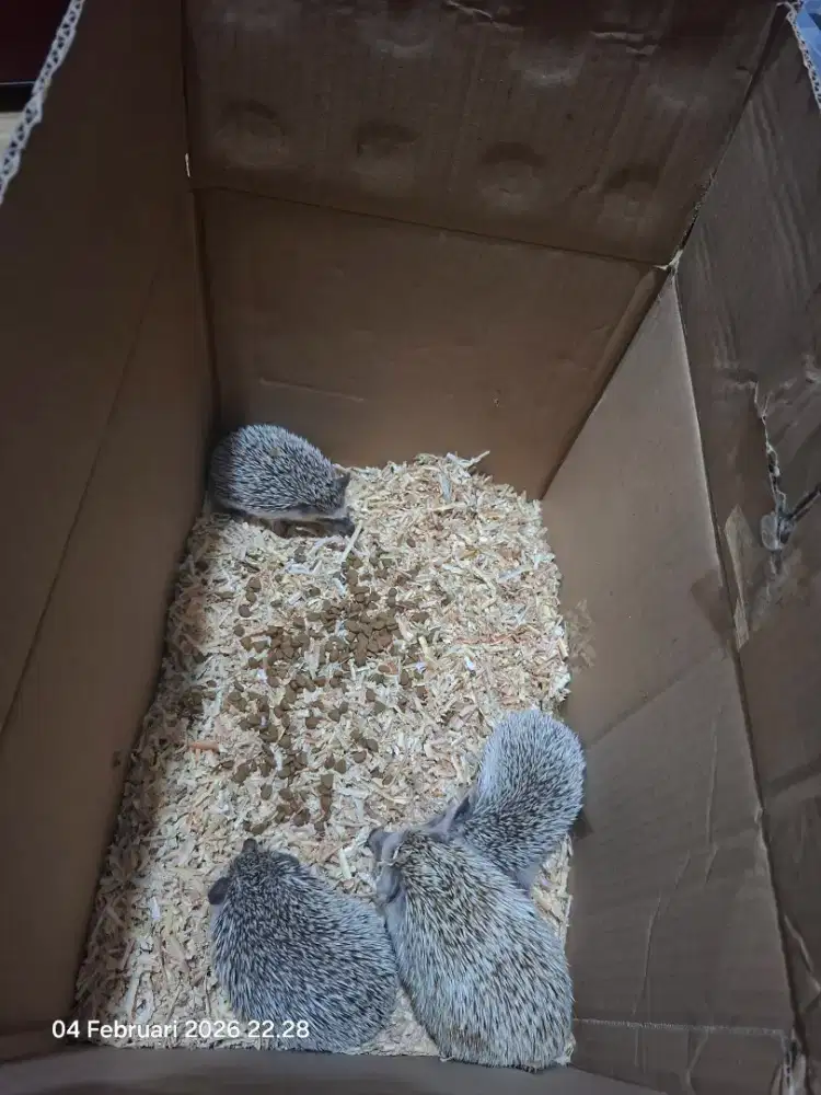 Dijual Aneka Landak Mini