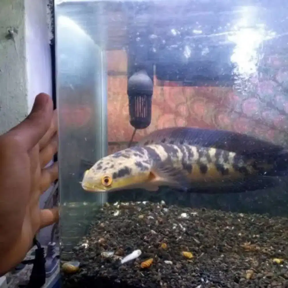 Ya maru size 20 minat japri ya bos qu